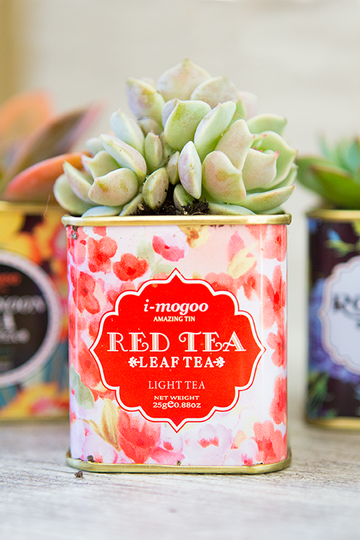 succulents-tea-tins-10b