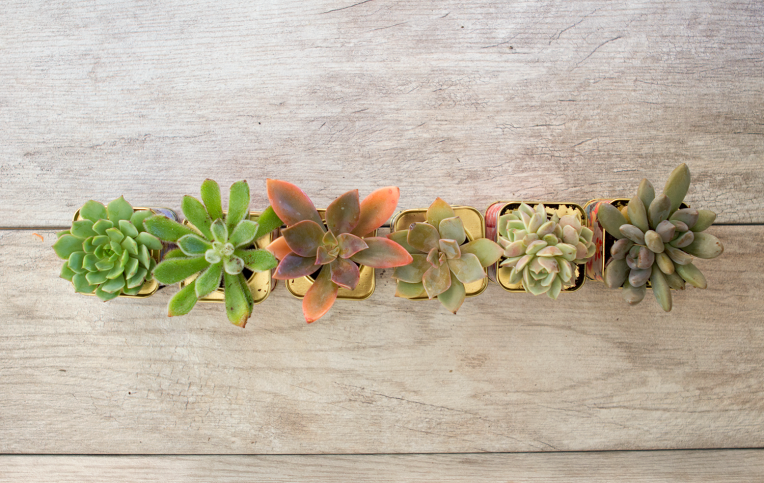 succulents-tea-tins-2