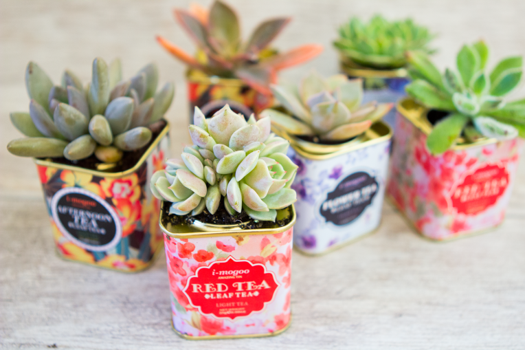 succulents-tea-tins-4b