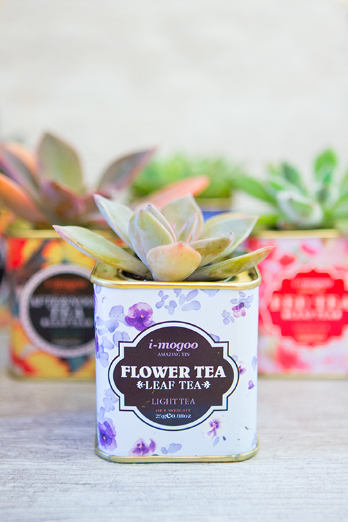 succulents-tea-tins-5b