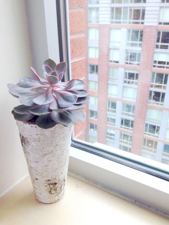 succulent-tall-skinny-birch-vase-3