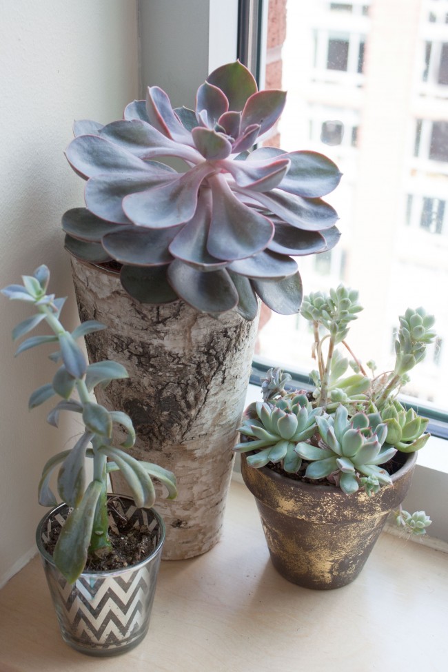 succulent-tall-skinny-birch-vase-ALL