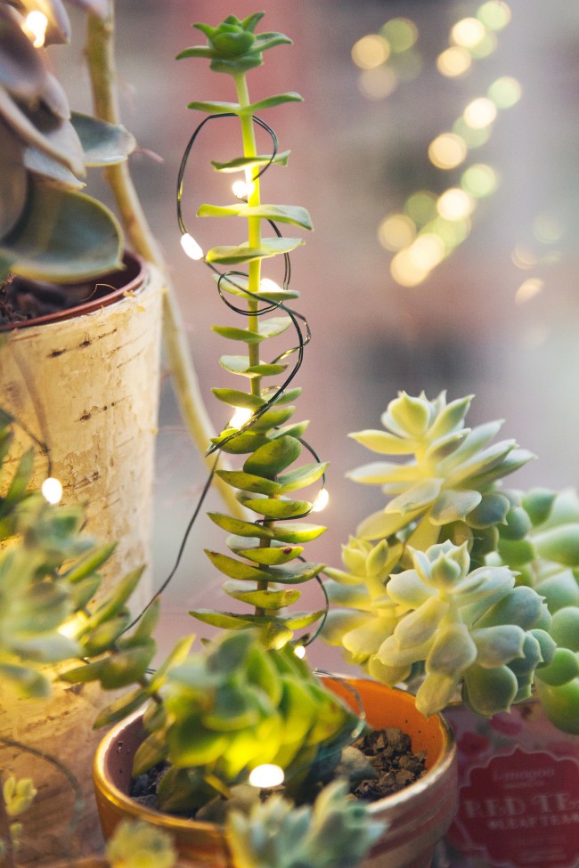 glowing-succulent-garden-diy-thesarahjohnson-11