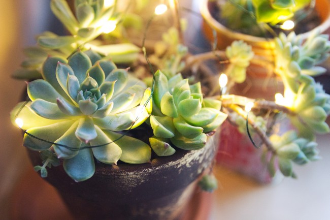 glowing-succulent-garden-diy-thesarahjohnson-4