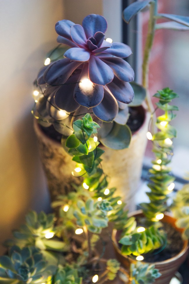glowing-succulent-garden-diy-thesarahjohnson-6