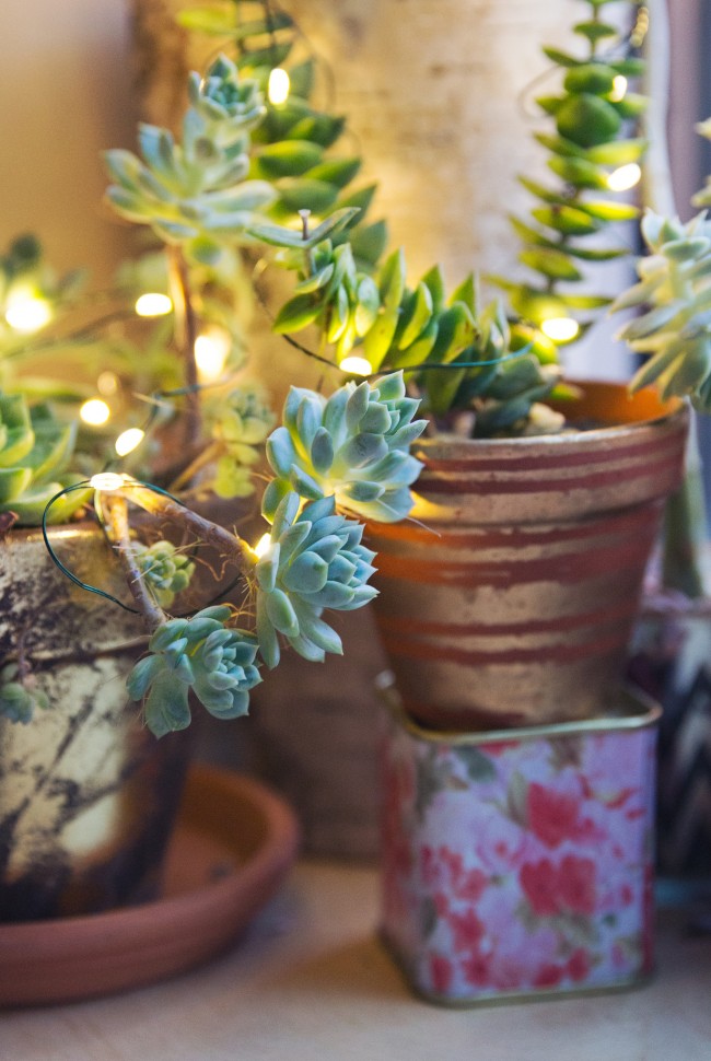 glowing-succulent-garden-diy-thesarahjohnson-7