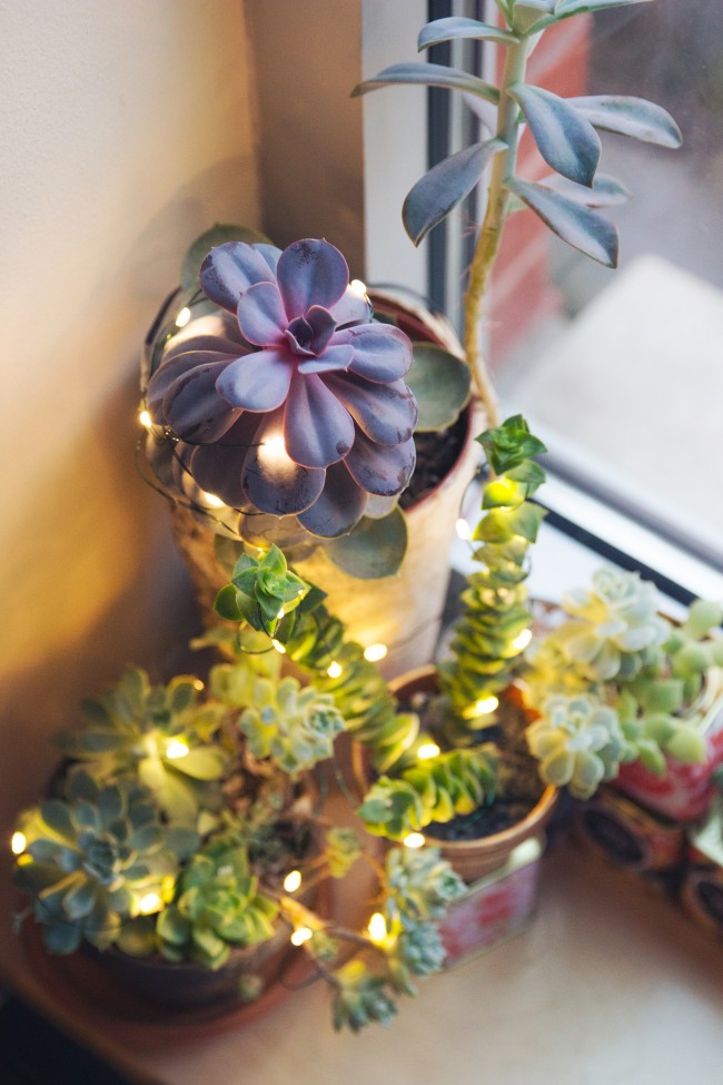 glowing-succulent-garden-diy-thesarahjohnson-8