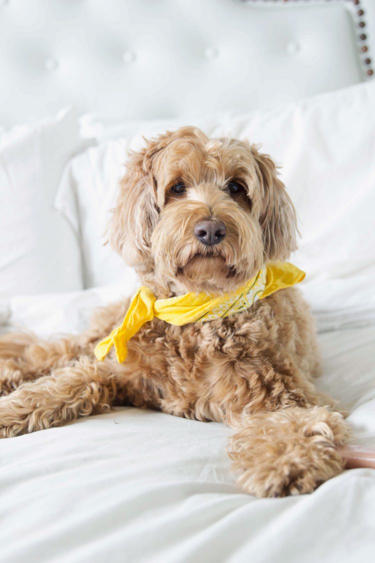 No Dogs Allowed in Bed - SISOO.com