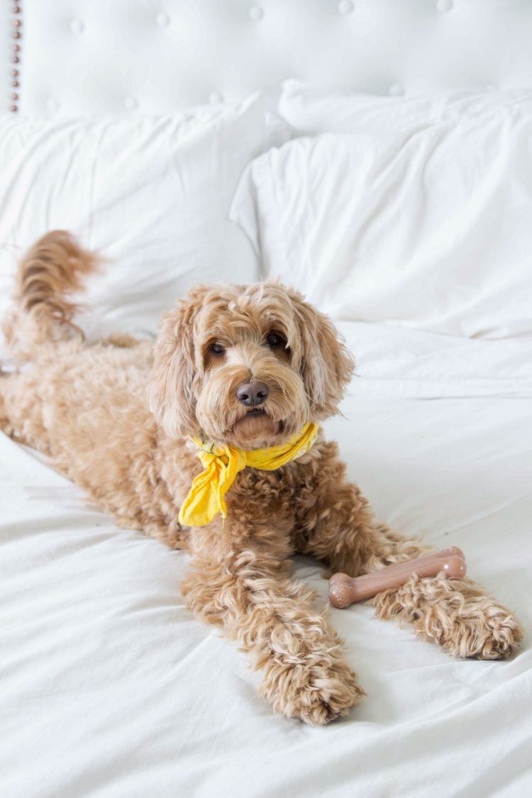 No Dogs Allowed in Bed - SISOO.com
