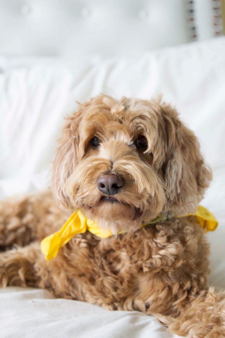 No Dogs Allowed in Bed - SISOO.com