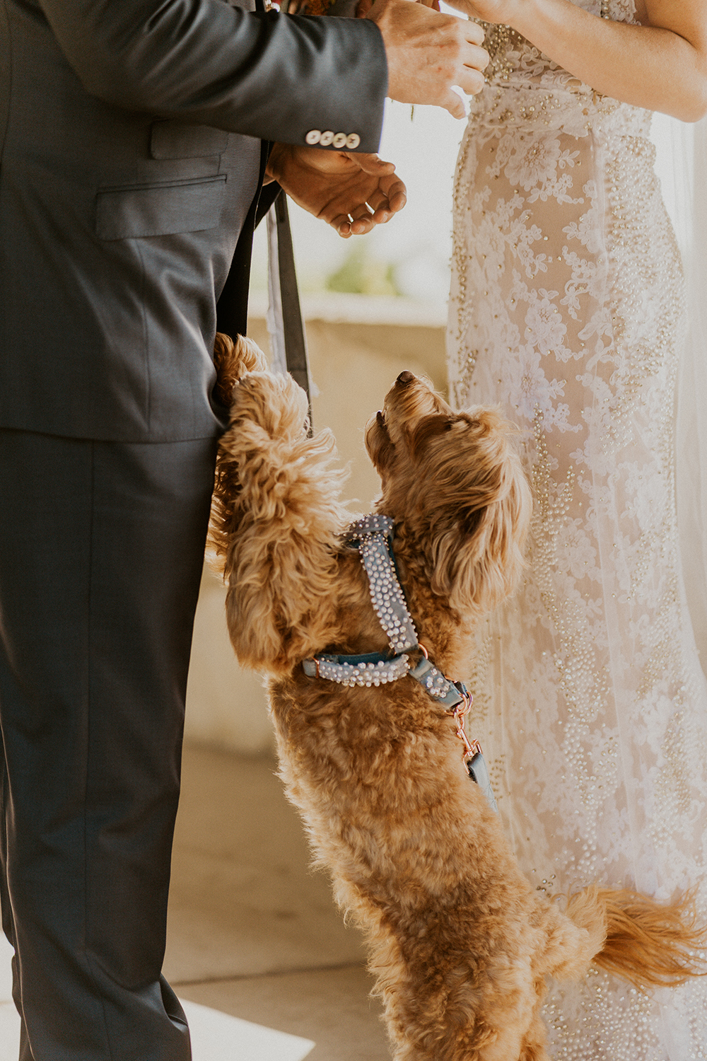 Blue Moon Dream DIY Wedding at Wayfarers Chapel in Palos Verdes, CA first look labradoodle